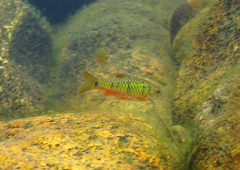 Barbodes semifasciolatus