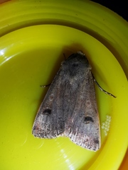 Agrotis trux