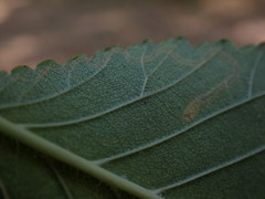 Agromyza aristata