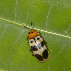 Chelobasis bicolor