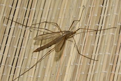 Tipula