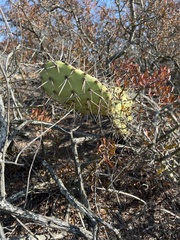 Opuntia littoralis