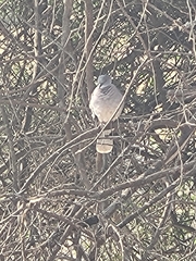 Streptopelia decipiens