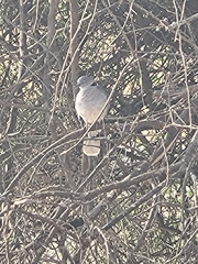 Streptopelia decipiens