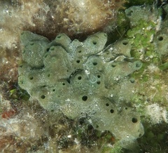 Amphimedon viridis