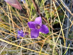 Gentianopsis virgata