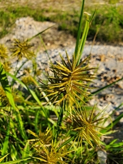 Cyperus odoratus