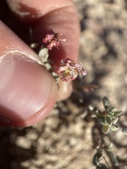 Eriogonum microtheca