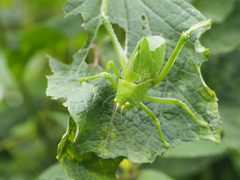 Stilpnochlora azteca