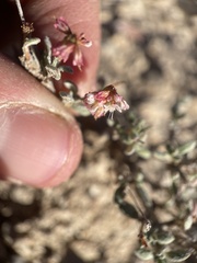 Eriogonum microtheca