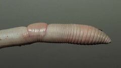 Octodrilus complanatus