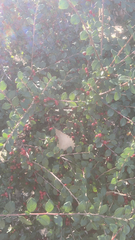 Cotoneaster horizontalis