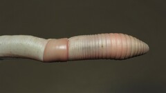 Octodrilus complanatus