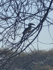 Tockus erythrorhynchus