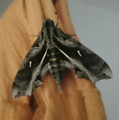 Hemeroplanes triptolemus