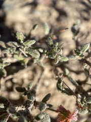 Eriogonum microtheca