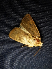 Caradrina