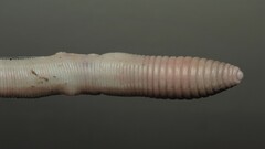 Octodrilus complanatus