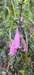 Epacris
