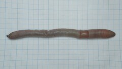 Octodrilus complanatus