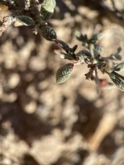Eriogonum microtheca