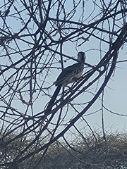 Tockus erythrorhynchus