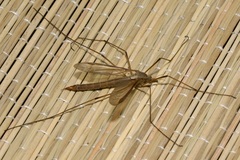 Tipula
