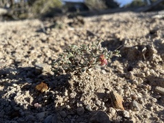 Eriogonum microtheca