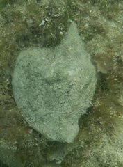 Macrostrombus costatus