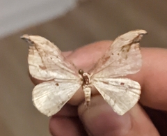 Drepana arcuata