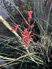 Hesperaloe