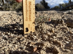 Eriogonum microtheca