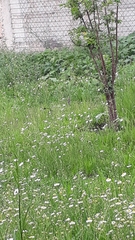 Spinus psaltria
