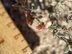 Eriogonum microtheca