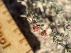 Eriogonum microtheca