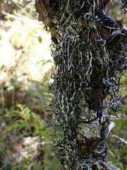 Hypogymnia duplicata