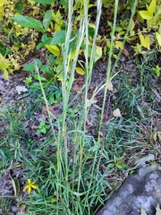 Andropogon ternarius