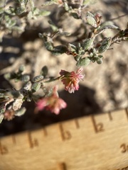 Eriogonum microtheca