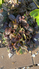 Ajuga reptans