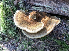 Phaeolus schweinitzii