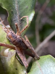 Tettigoniidea