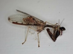 Dicromantispa interrupta