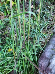 Andropogon ternarius