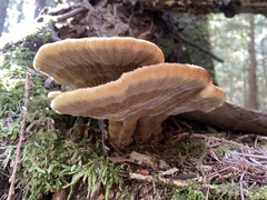 Phaeolus schweinitzii