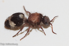 Dasylabris lugubris