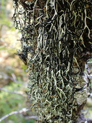 Hypogymnia duplicata