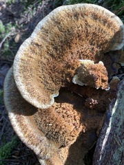 Phaeolus schweinitzii