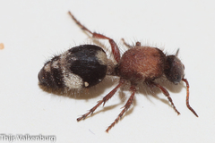 Dasylabris lugubris