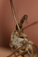 Tipula