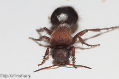 Dasylabris lugubris